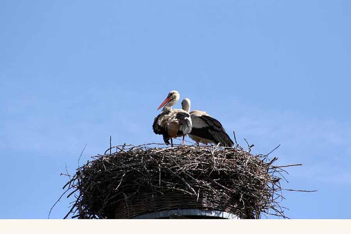 Ferienwohnung auf dem Lande - IMG_1079