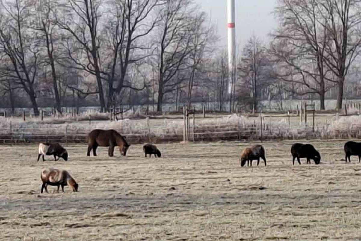 Ferienwohnung Landzauber am Briesensee - 1000002191