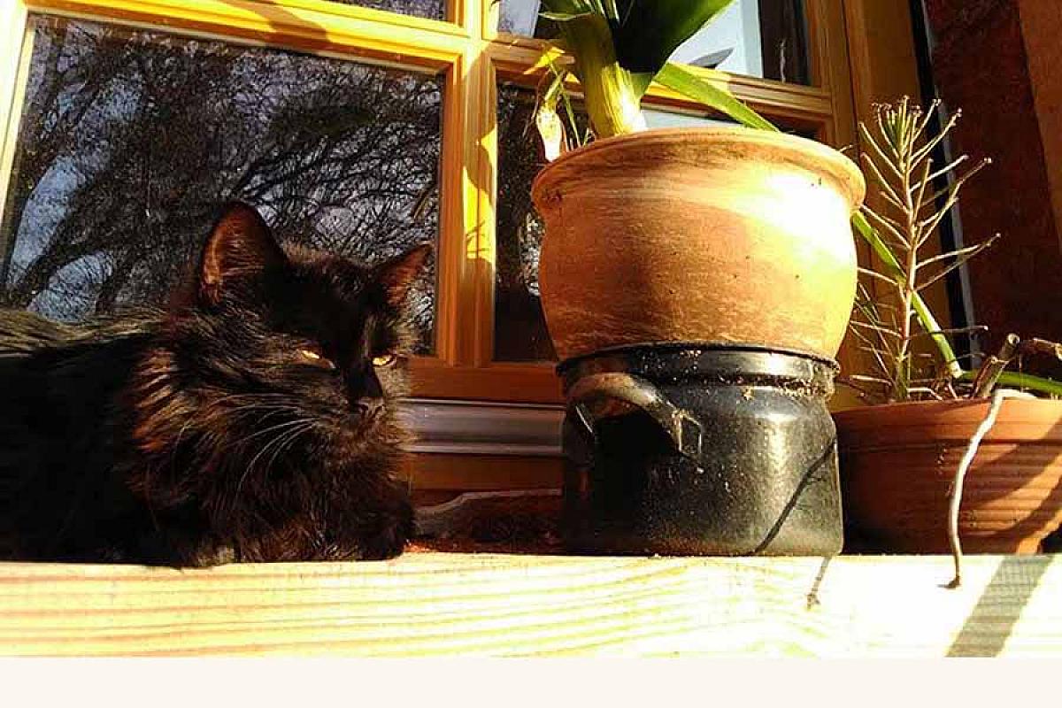 Scheunenherberge Schäfchenzählerei - scheunenherberge-katze-fensterbank