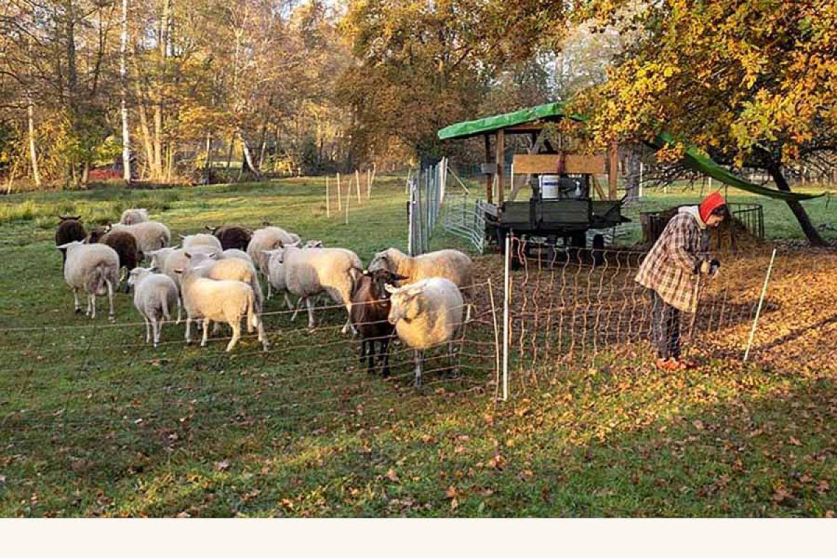 Scheunenherberge Schäfchenzählerei - scheunenherberge-schaf-herde