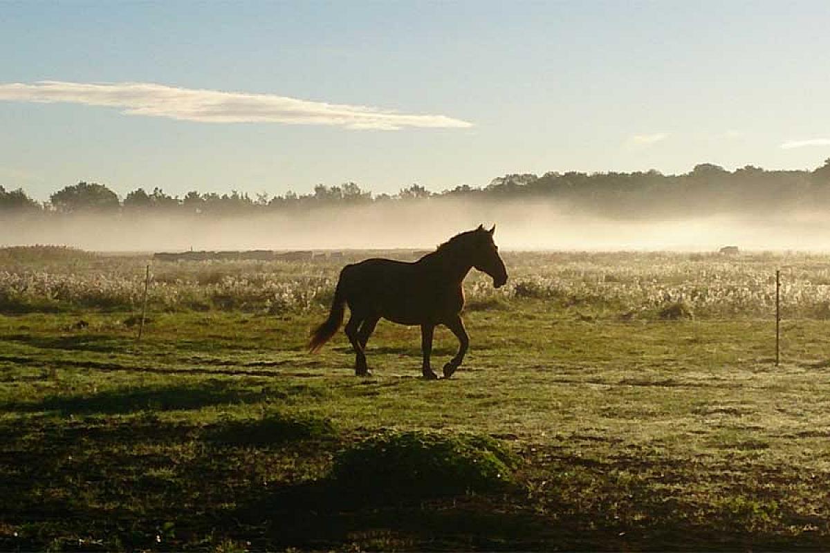 Reiterhof Jerol - pferd-im-morgennebel-reiterhof-jerol