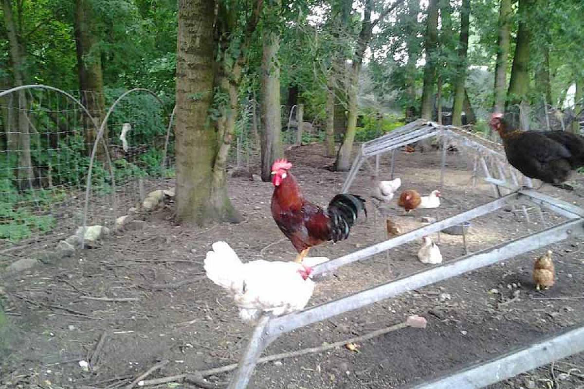 Urlaub auf dem Bauernhof - Bauernhof_050