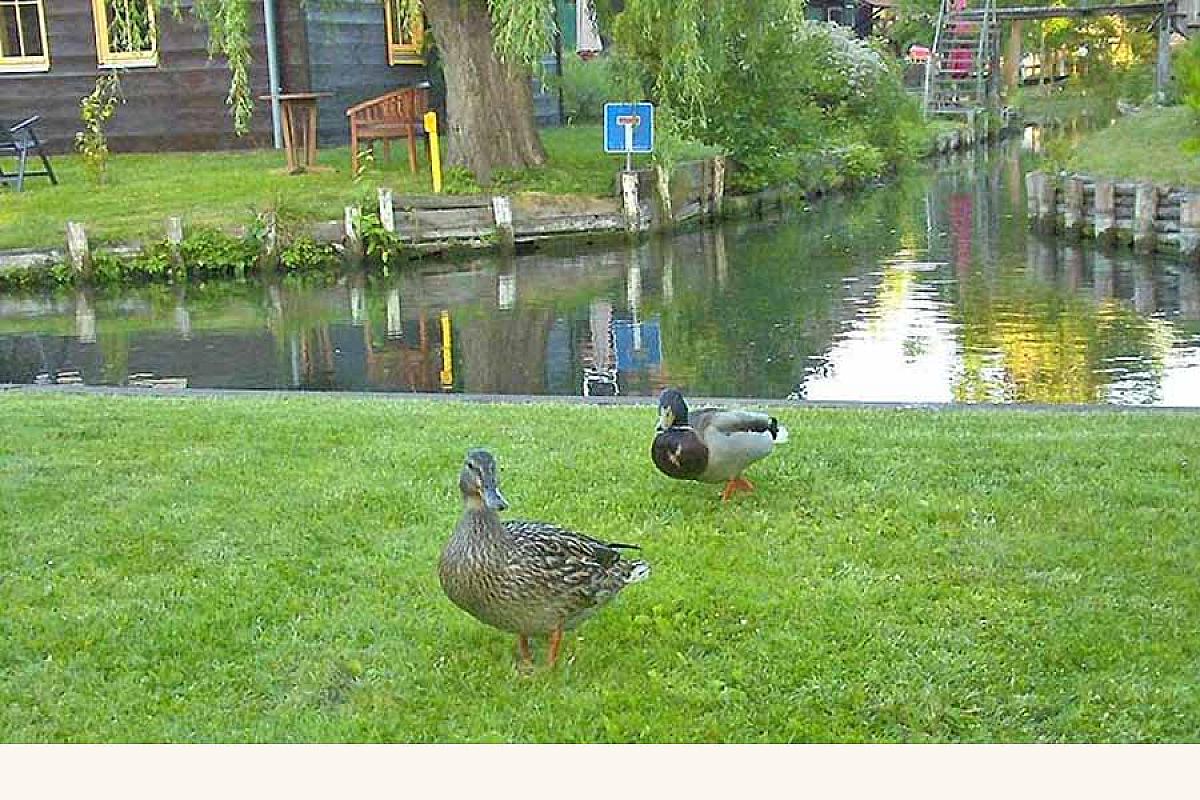 Ferienhaus Dolzke 1 - enten-auf-der-wiese