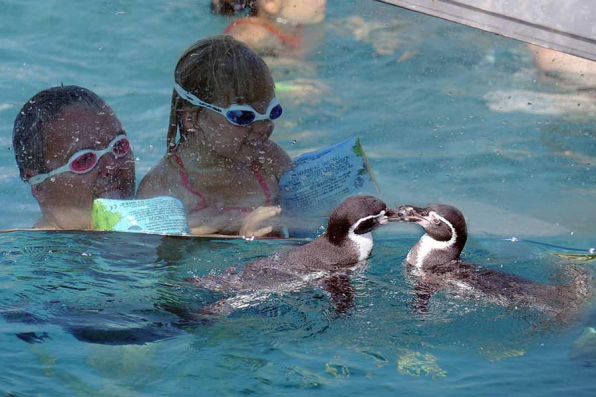Spreewelten GmbH - pinguine-schwimmen