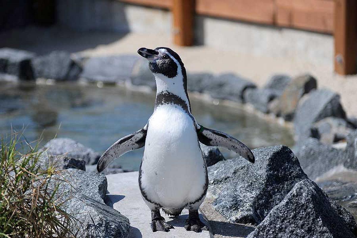 Spreewelten GmbH - pinguin-spreeweltenbad
