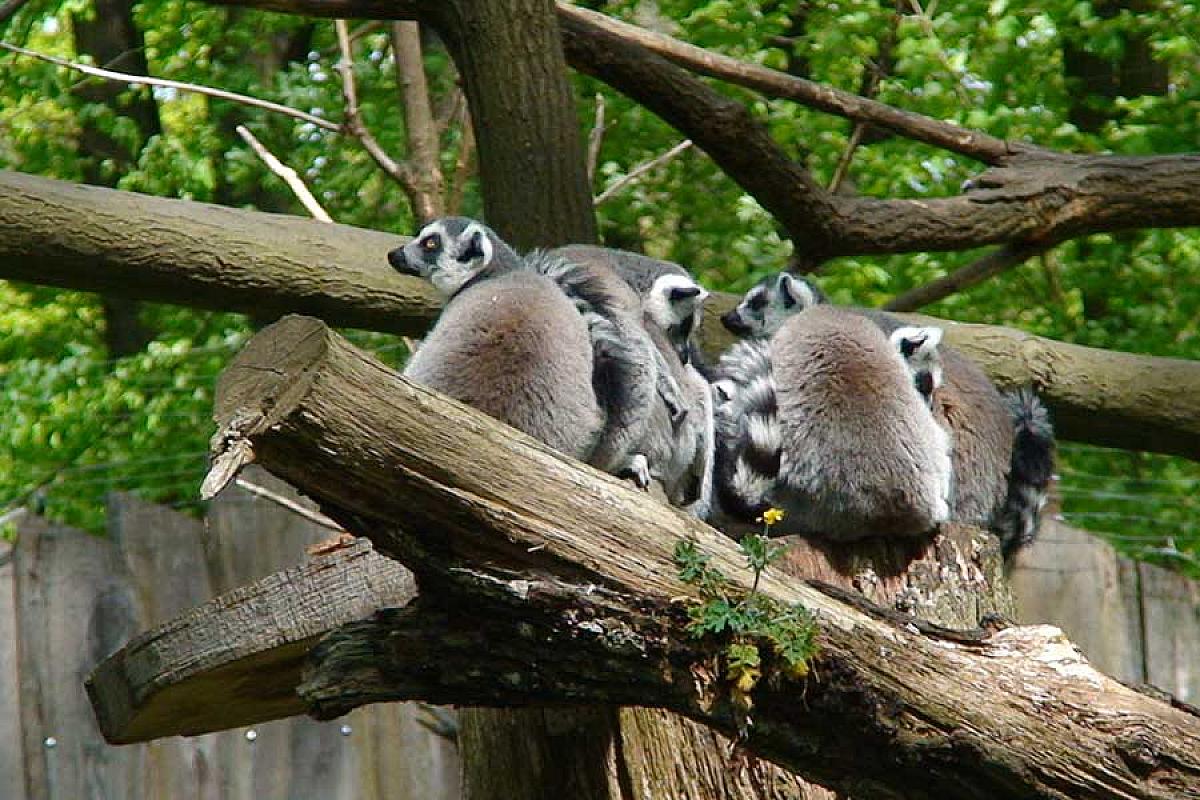 Touristinformation Cottbus - erdmaennchen-tierpark-cottbus_DSC00207