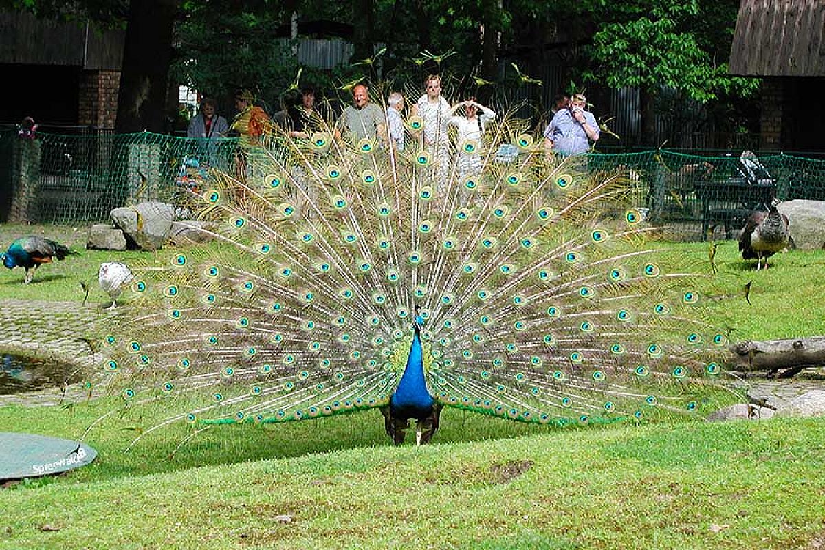 Touristinformation Cottbus - pfau-rad-aufgeschlagen-tierpark-cottbus_P5201576