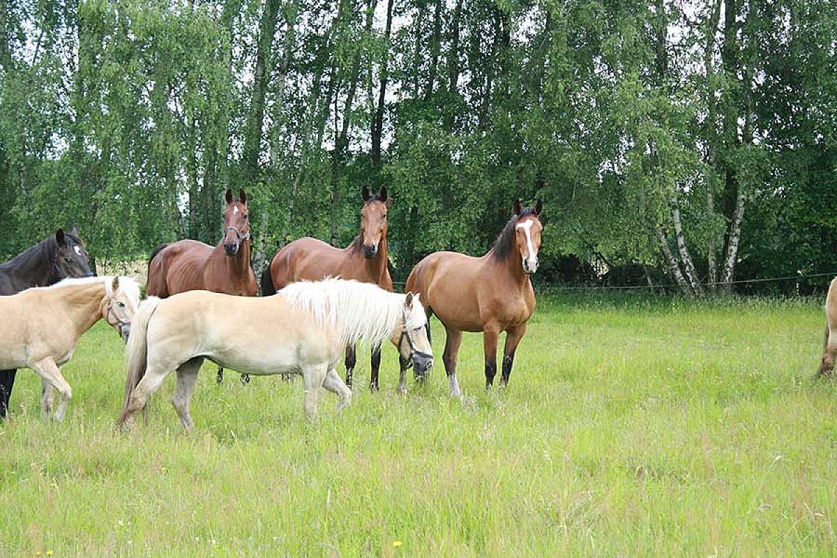 Wehlans Pferde- und Bauernhof - pferde-auf-der-koppel-wehlans-pferdehof_IMG_7679