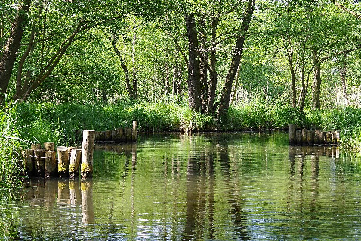 Foto: Spreewald-Info.de - Holzpfähle (Faschinen) als Uferbefestigung