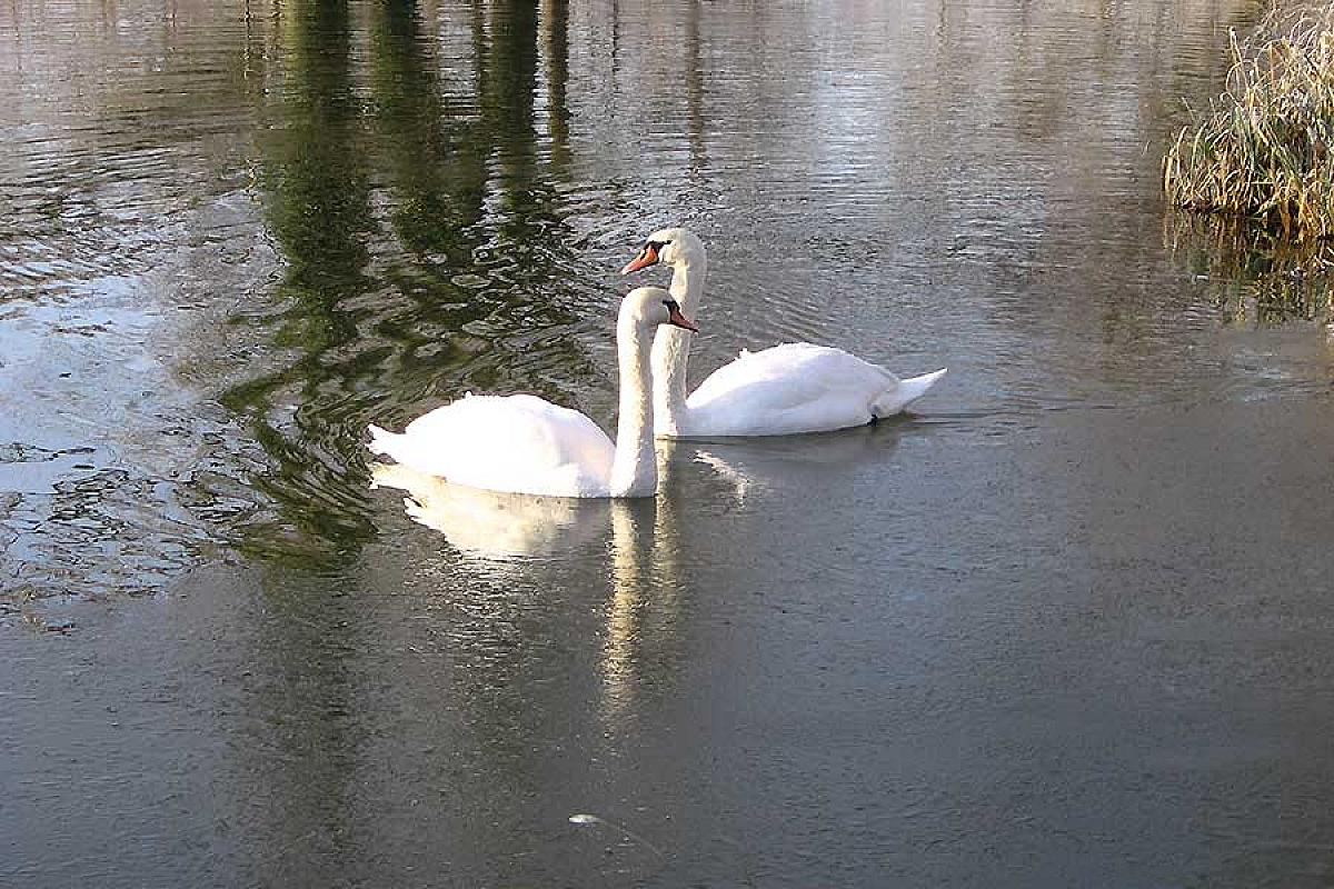 Foto: Spreewald-Info.de - Schwanenpaar