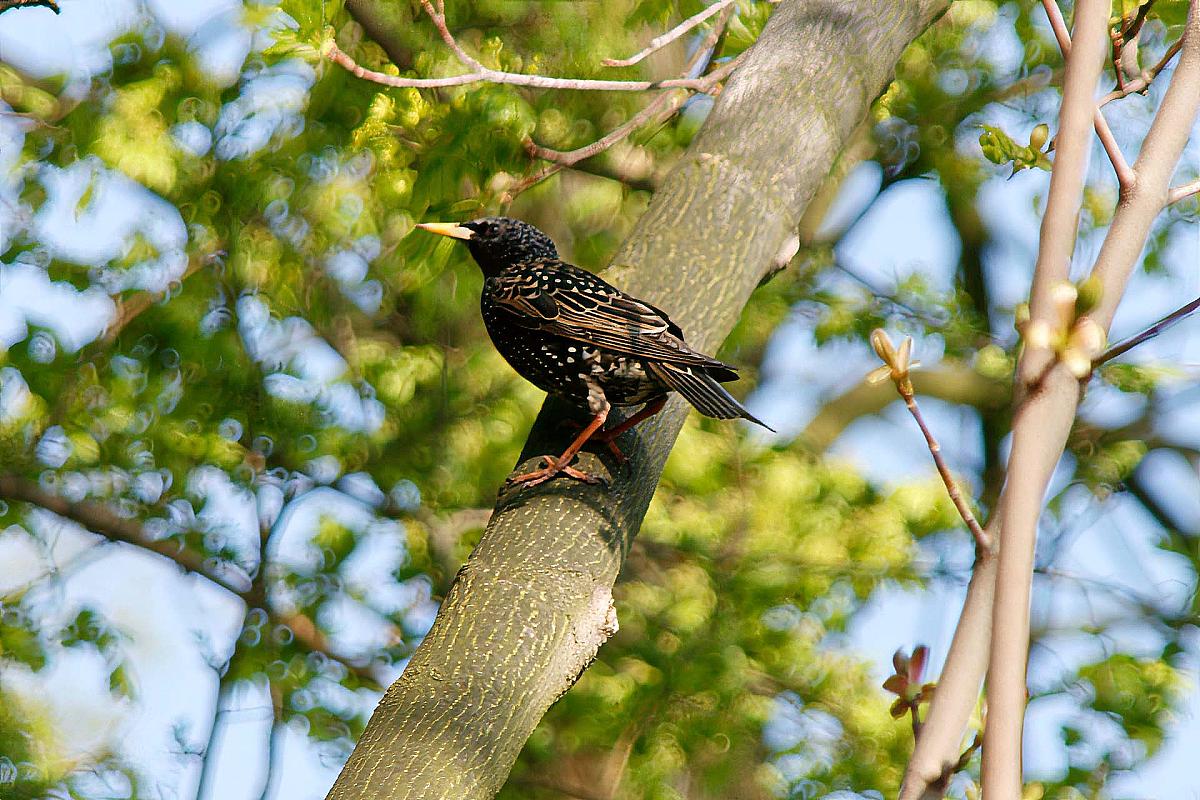 Foto: Spreewald-Info.de - Amsel auf dem Baum
