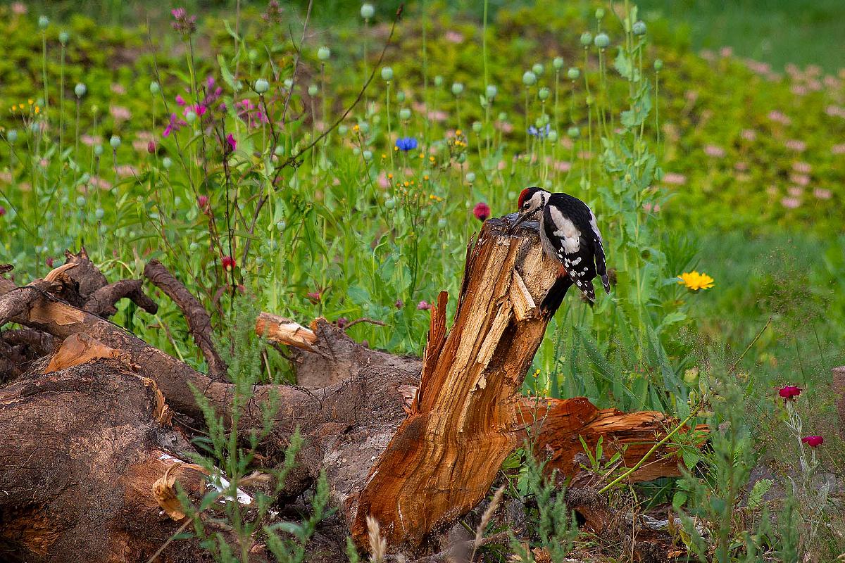 Foto: Spreewald-Info.de - Buntspecht im Vorgarten in Maiberg